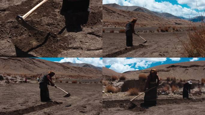 西藏藏民在地里种植青稞
