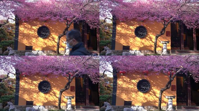 湖州铁佛寺春天盛开的红梅