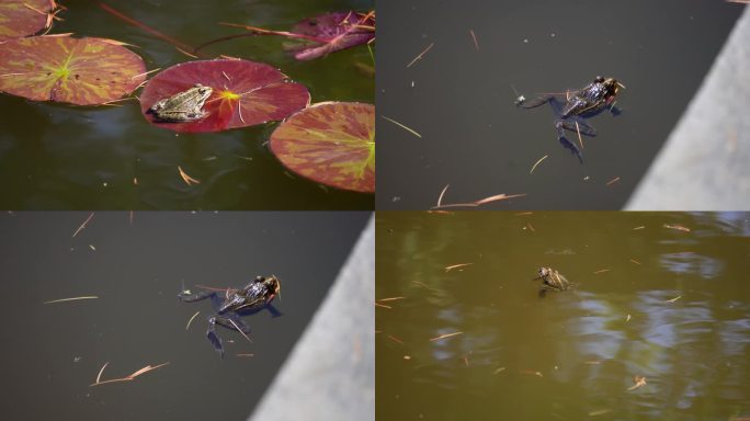 【镜头合集】青蛙蛤蟆两栖动物池塘(1)