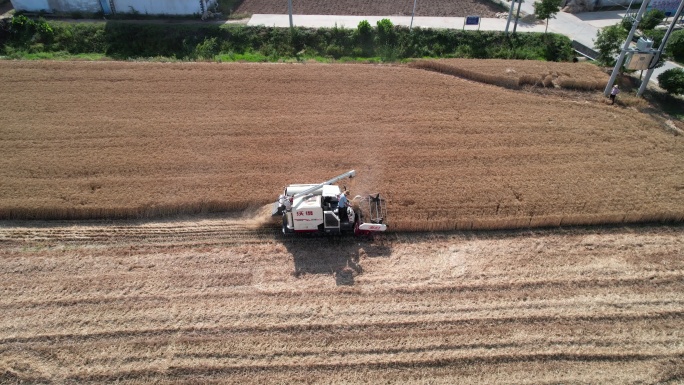 农村小麦机器收割