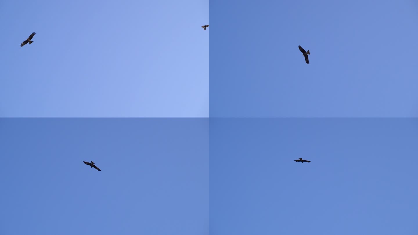 4K鱼鹰翱翔在蓝色的天空
