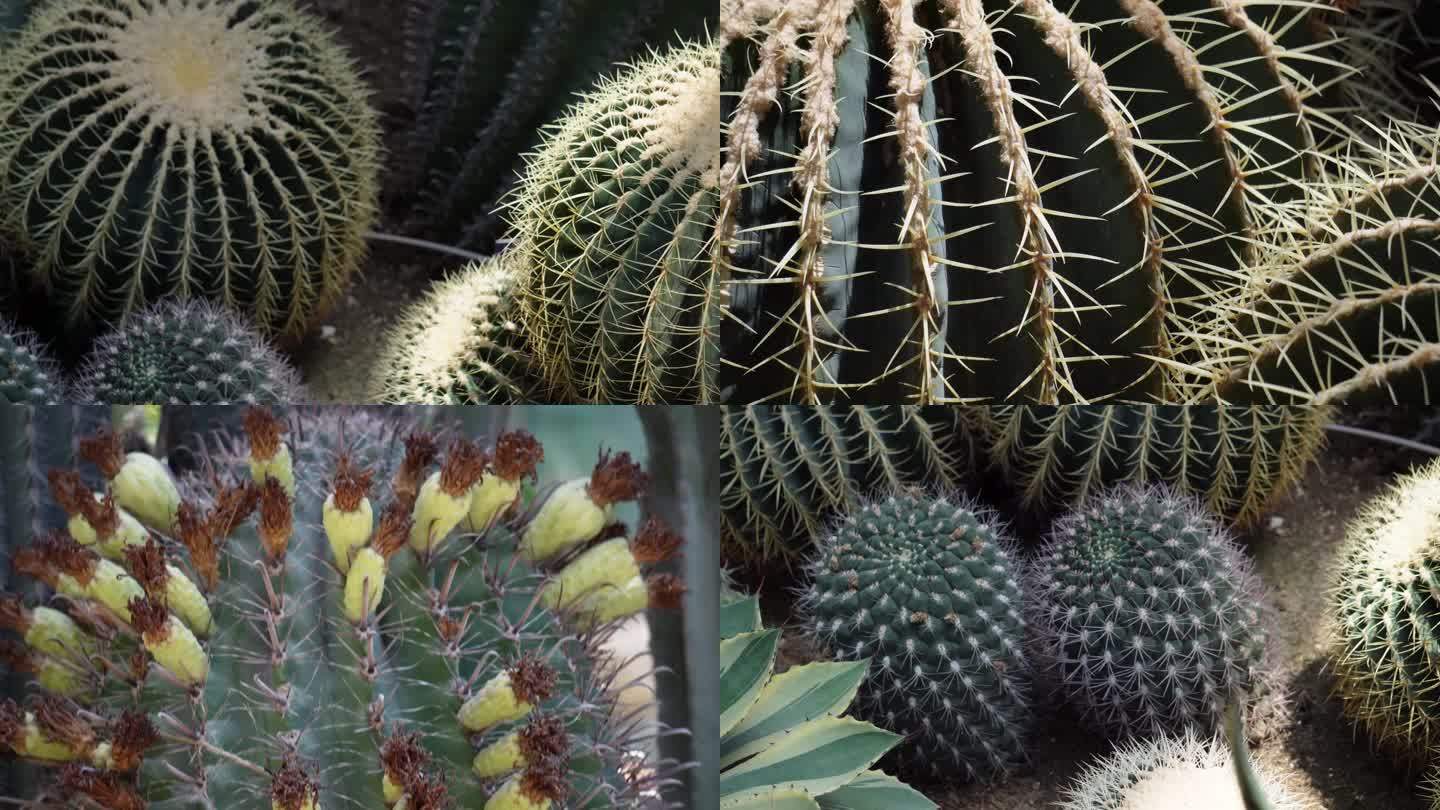 【镜头合集】沙漠植物多肉植物仙人掌(2)