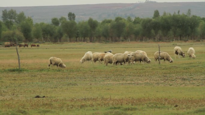 内蒙古大草原上喜鹊羊群背上嬉戏玩耍