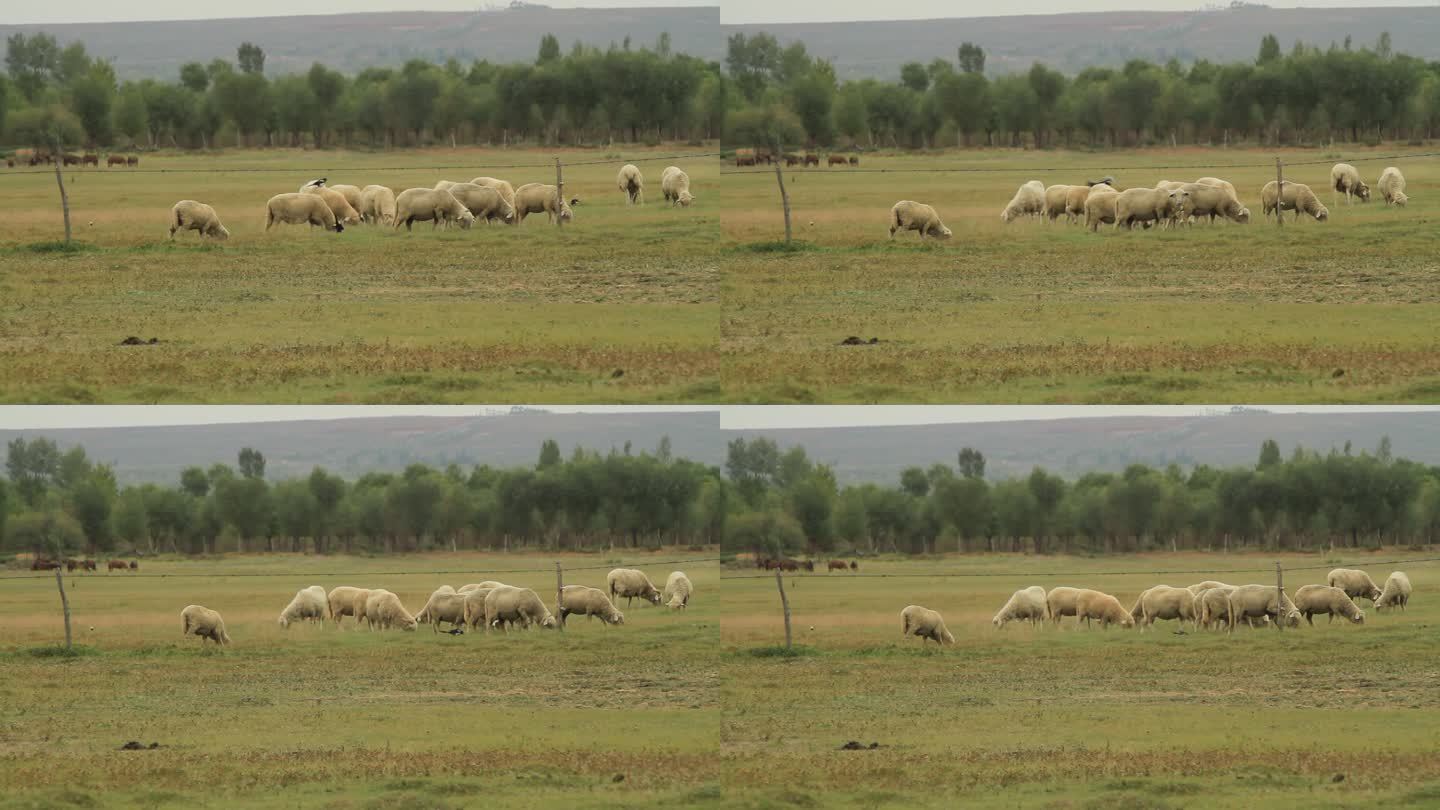 内蒙古大草原上喜鹊羊群背上嬉戏玩耍