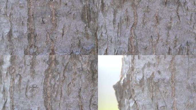 春季杨树树皮斑驳的纹路纹理