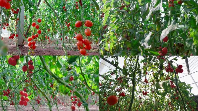 西红柿 番茄  蔬菜  农业