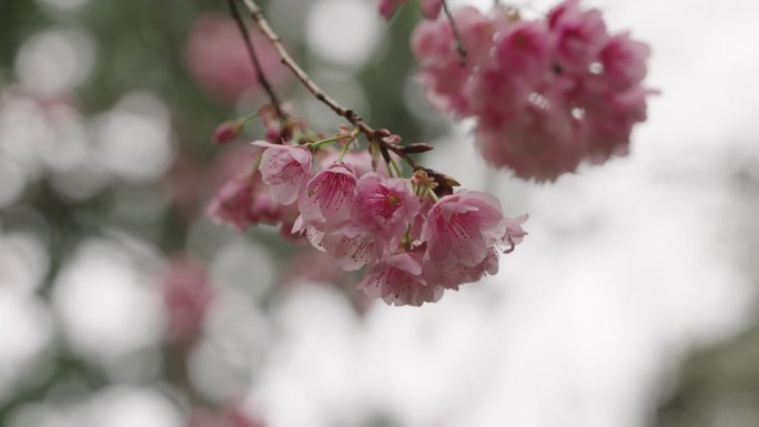 4K-浪漫樱花，云南樱花，粉色樱花