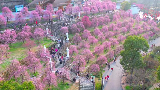 上饶葛仙山花海