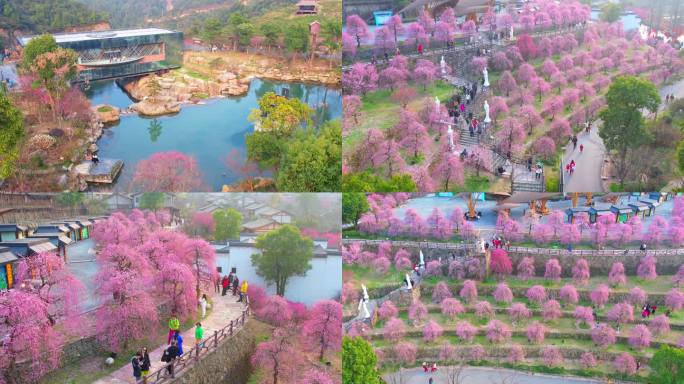 上饶葛仙山花海