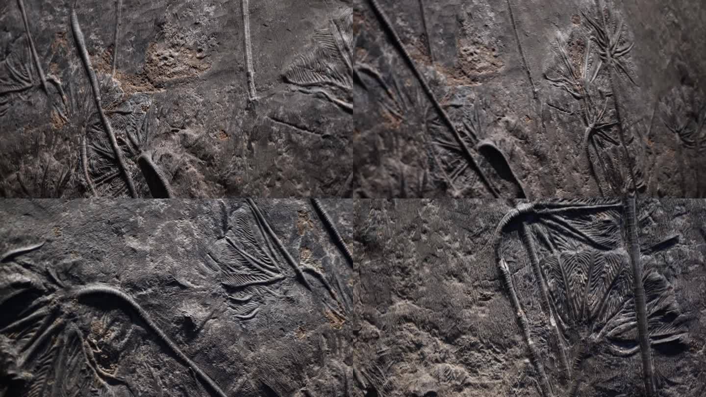 【镜头合集】史前水生植物化石  (1)