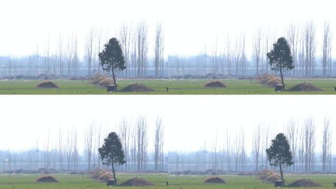 乡村农田里一座坟前种着一棵松树丧葬风俗