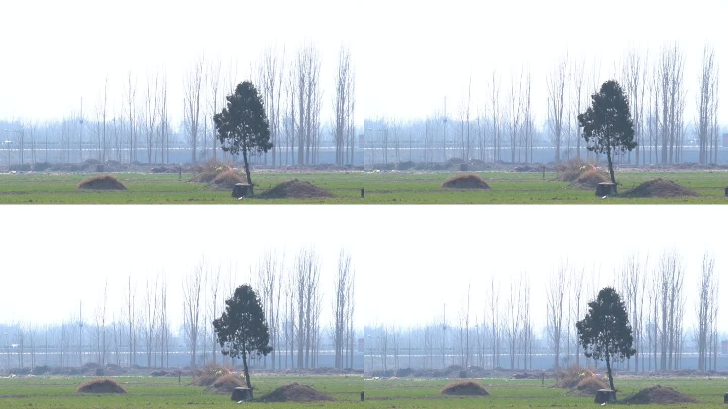 乡村农田里一座坟前种着一棵松树丧葬风俗