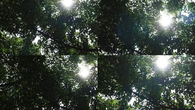 阳光穿过树叶