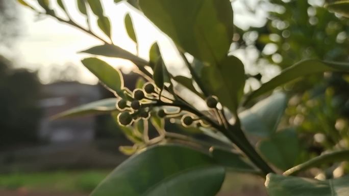 春天绿嫩枝叶柚子花柚子花夕阳柚花蕾蕾花蕊