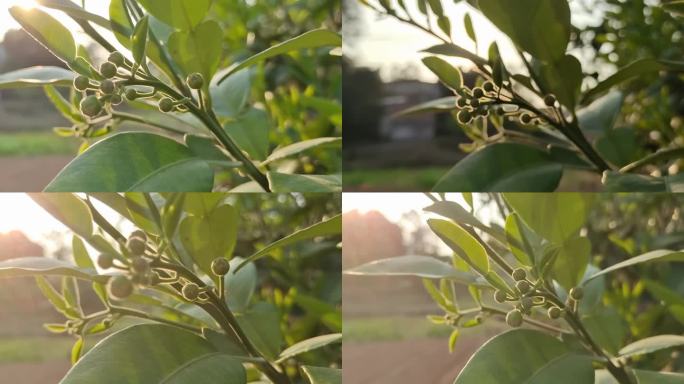 春天绿嫩枝叶柚子花柚子花夕阳柚花蕾蕾花蕊