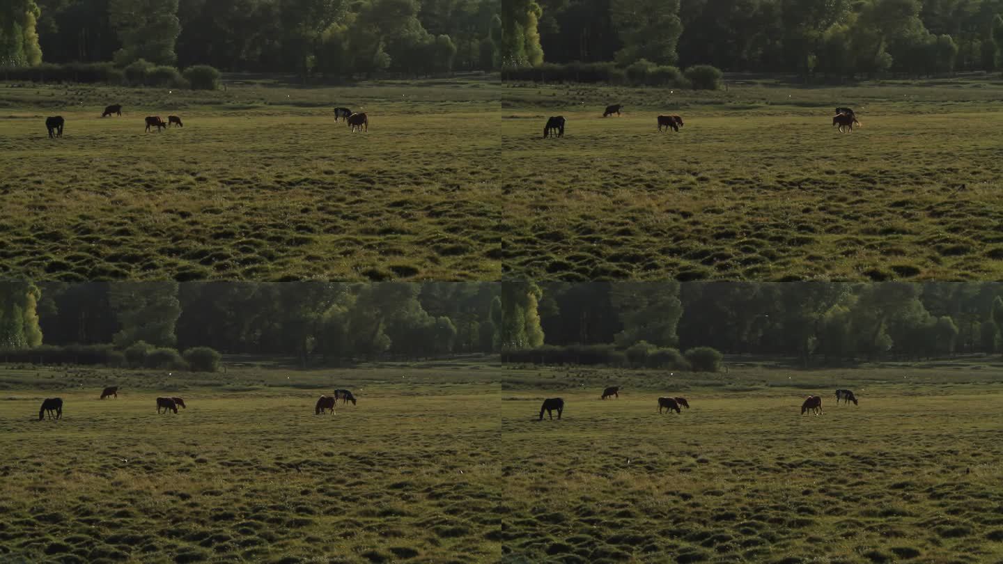 一望无际的大草原上吃草的牛马