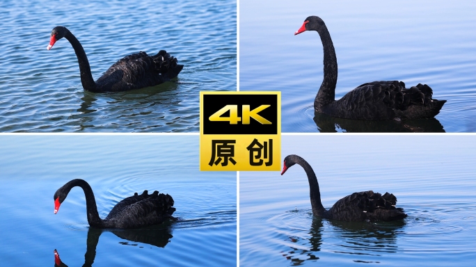 黑天鹅水中戏水