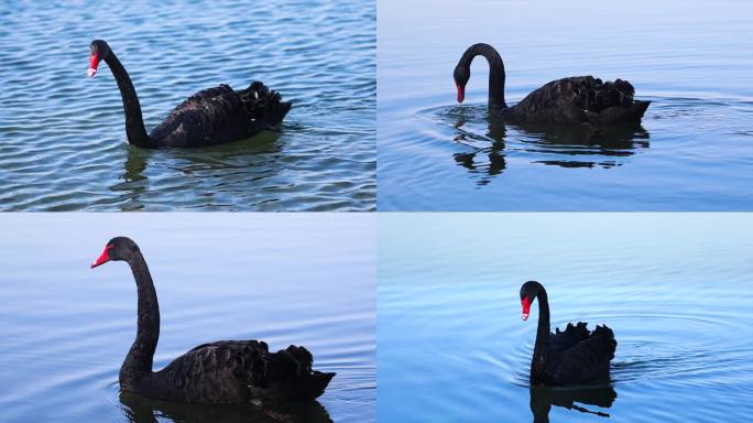 4k水中戏水的黑天鹅