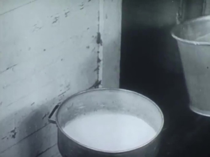 60年代养殖奶牛  牛奶收集  奶源地