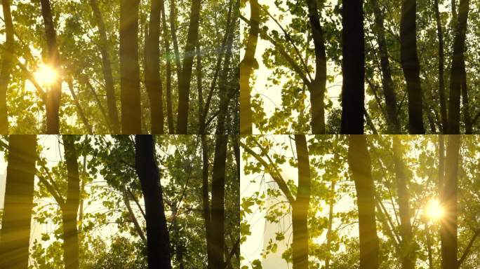 4K阳光穿过树林唯美丁达尔光