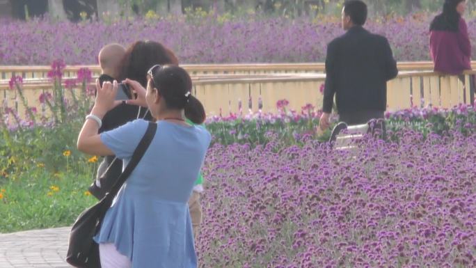 马鞭草花海薰衣草生态城市绿色家园金昌旅游