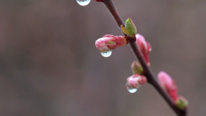 24节气 惊蛰 小雨 初春