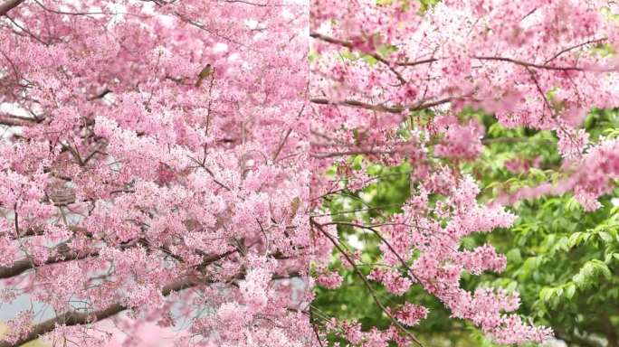 春天风景 唯美樱花飘落 慢动作