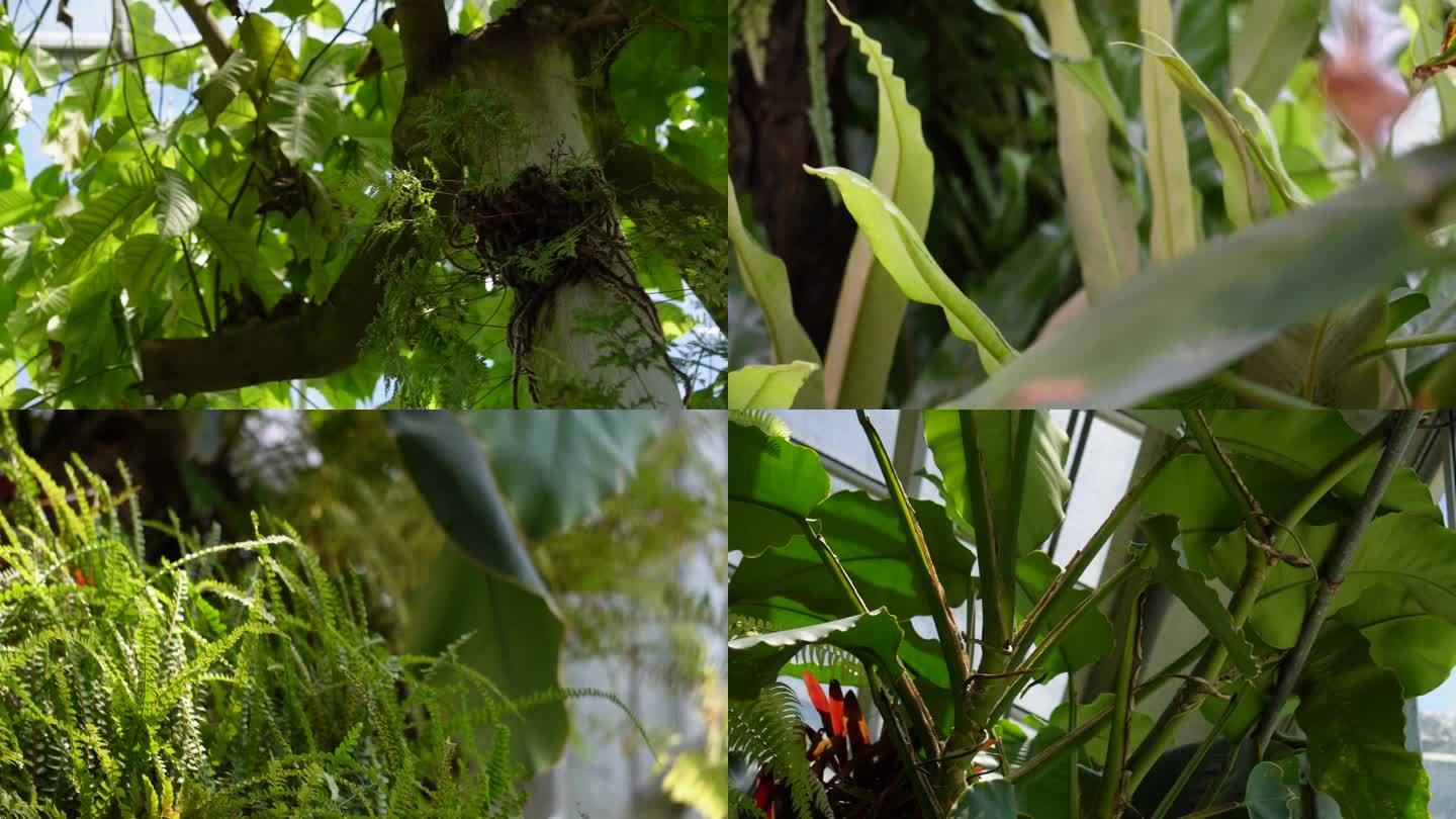 【镜头合集】热带植物雨林植物多肉植(3)