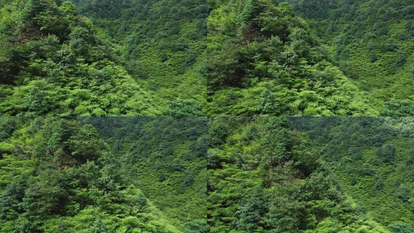 森林山峦层层航拍4K
