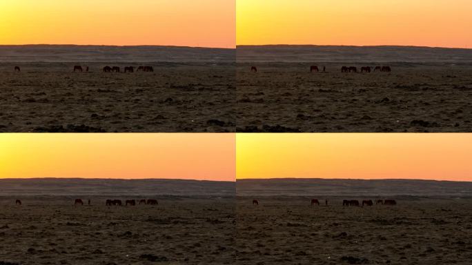 清晨冬季牧场马群航拍
