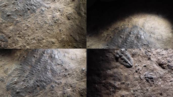 【镜头合集】三叶虫化石远古考古  (2)