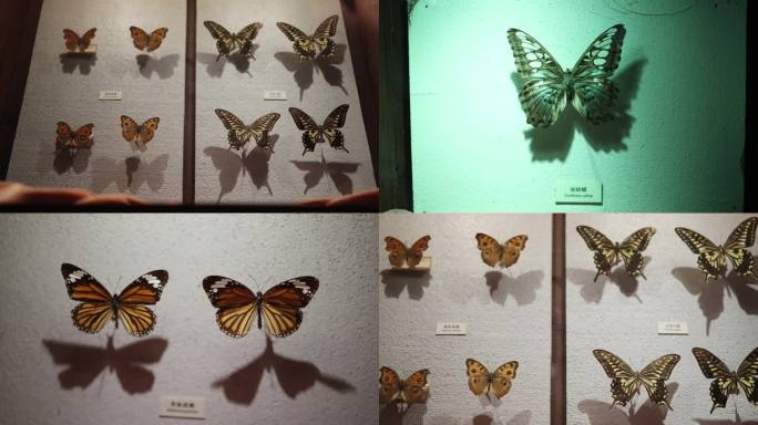 蝴蝶标本模型