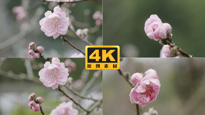 4K-梅花特写，盛开的梅花