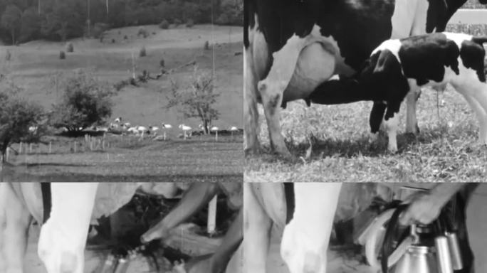 上世纪奶牛牧场