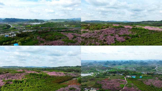 【4K】航拍贵阳万亩樱花园延时摄影