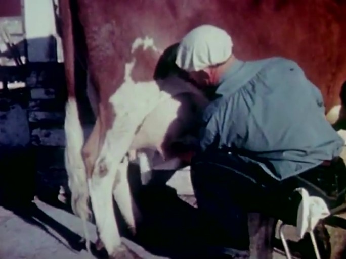 60年代养殖奶牛 上世纪奶牛牧场