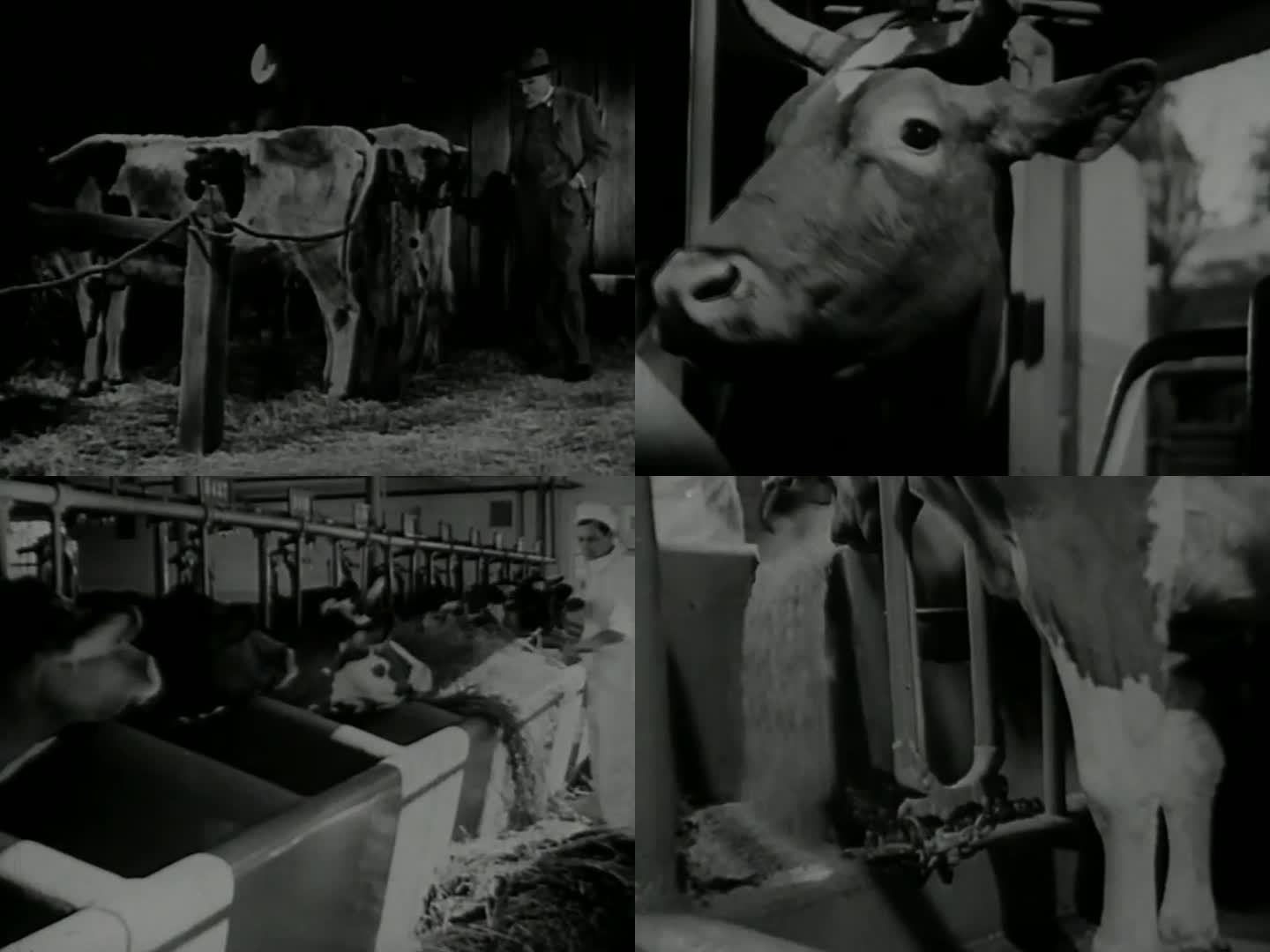 上世纪奶牛场 奶牛养殖 喂养奶牛