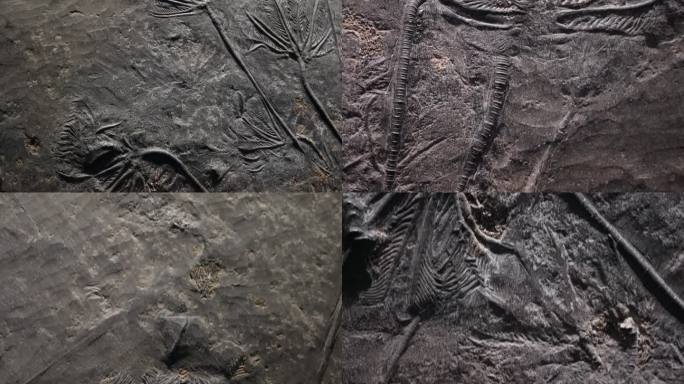【镜头合集】史前水生植物化石  (2)