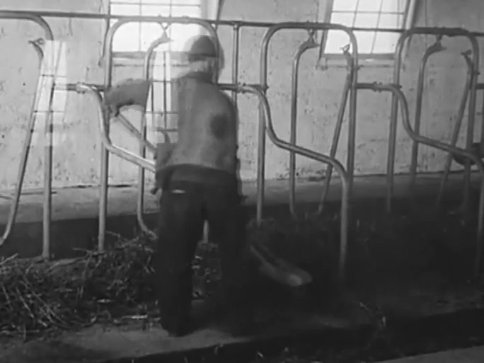 60年代养殖奶牛 清理牛圈