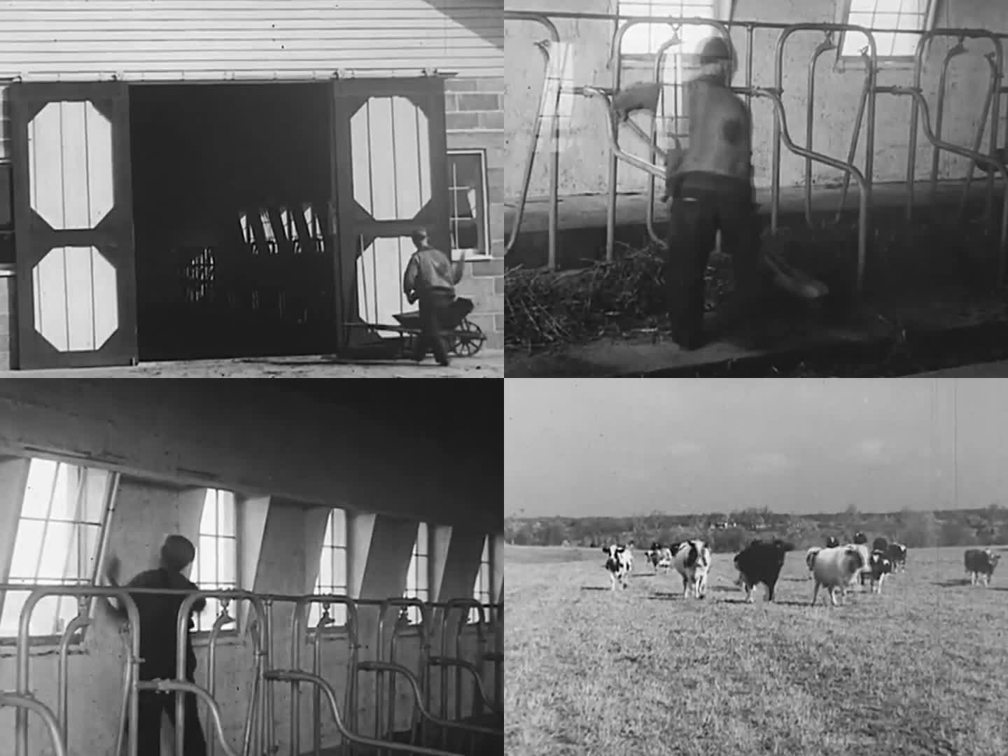 60年代养殖奶牛 清理牛圈