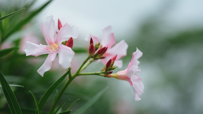 唯美花朵空镜头