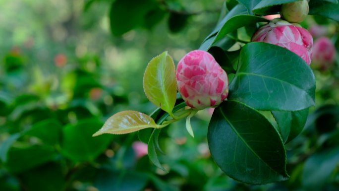 春天花园 茶花 春暖花开 山茶花