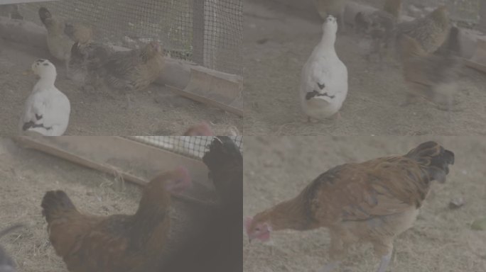 【4K灰度】农村鸡圈土鸡鸭子
