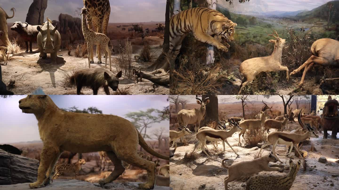 动物标本动物模型展出动物博览馆动物世界