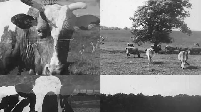 60年代养殖奶牛 牛犊 奶牛繁殖
