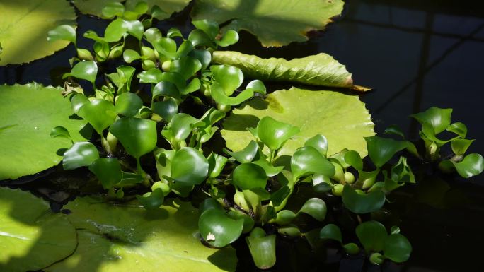【镜头合集】水质净化植物水葫芦  (2)