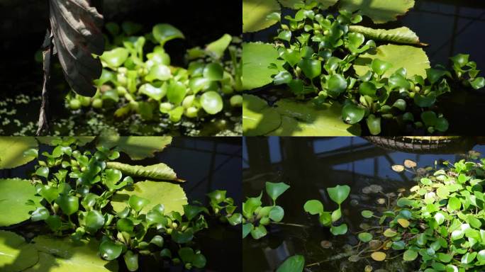 【镜头合集】水质净化植物水葫芦  (2)