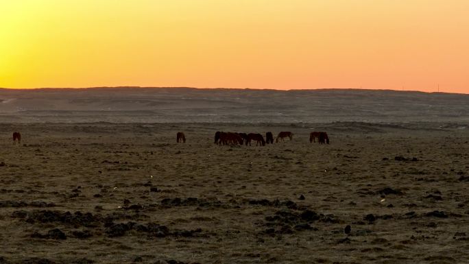 清晨冬季牧场马群航拍