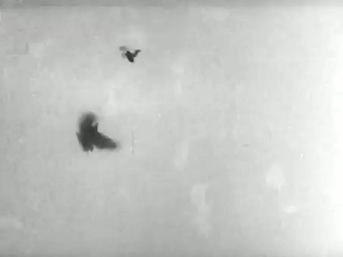 1953年日本驯鹰表演