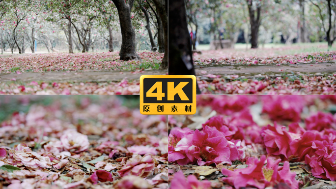 4K-满地落红花瓣，实拍满园红色落花